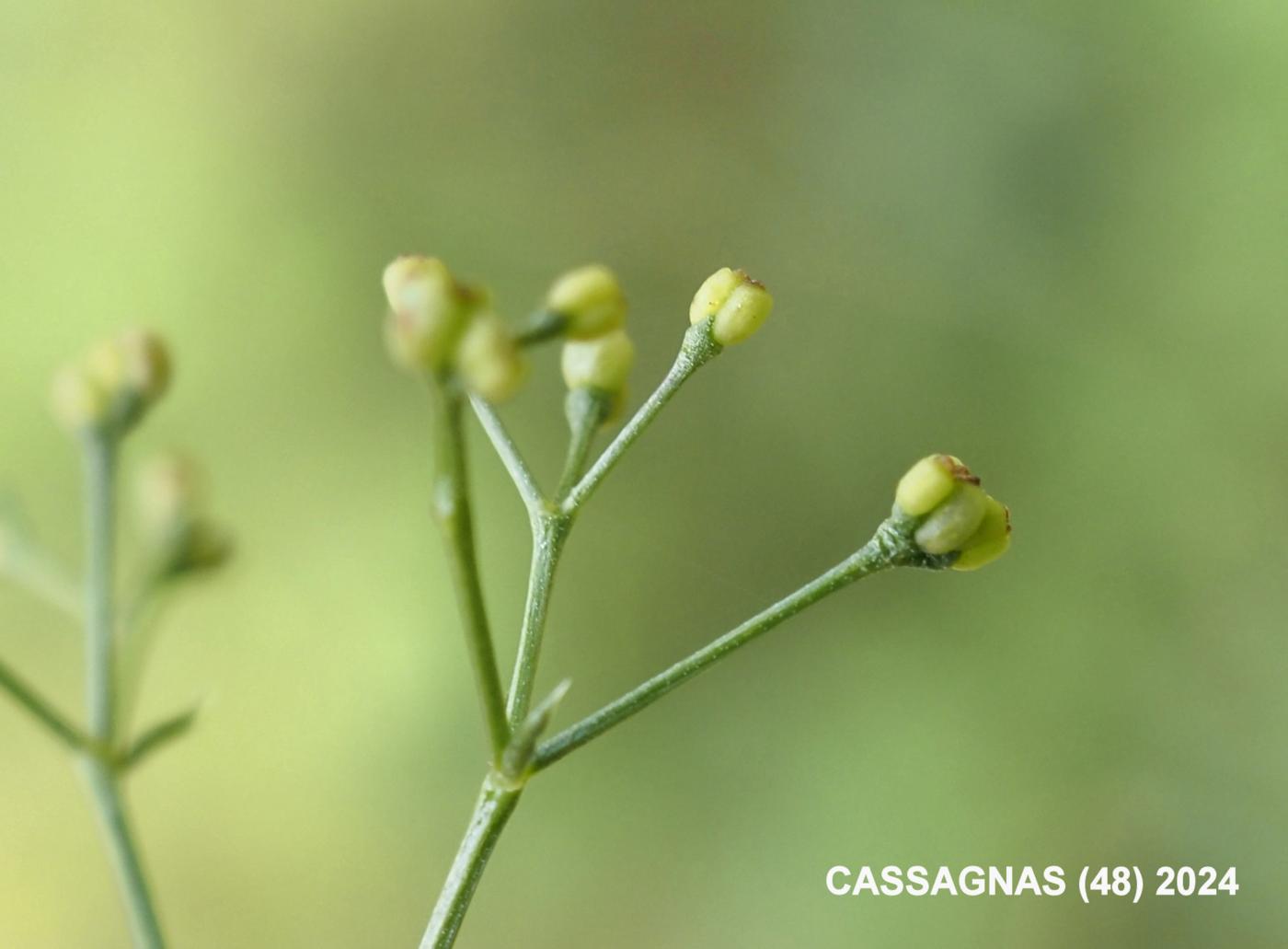 Bedstraw, Slender fruit